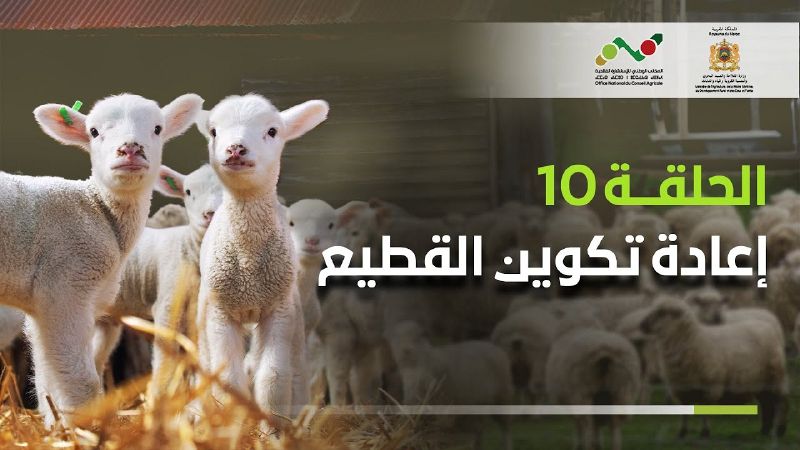 ملف:Thumbnail youtube dHWcKlro58I.jpg